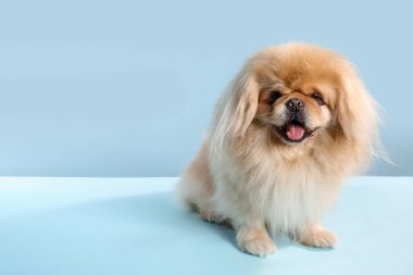 Mavi arka planda sevimli bir köpek