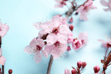 Mavi arkaplanda açan dallar, yakın plan