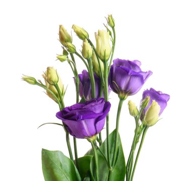 eustoma çiçekleri beyaz zemin üzerine