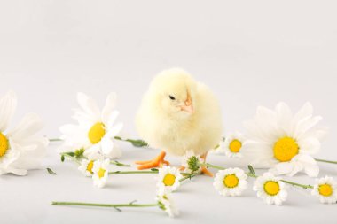 Gri arka planda papatya çiçekleri olan şirin bir piliç.