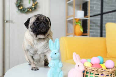 Evde paskalya tavşanları ve yumurtaları olan sevimli pug dog.