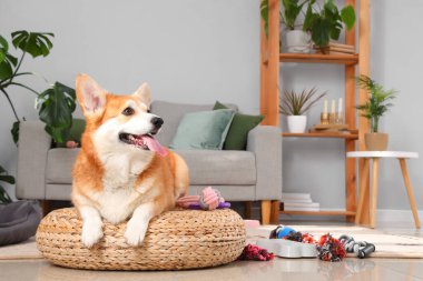 Farklı evcil hayvan aksesuarlarıyla şirin Corgi köpeği ve evde kanepenin üzerinde duran yemek kasesi.