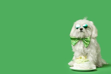 Papyonlu şirin Bolonez köpek ve yeşil arka planda doğum gününü kutlayan gözlükler.