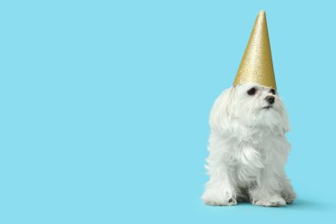 Parti şapkalı şirin Bolonez köpeği mavi arka planda doğum gününü kutluyor.