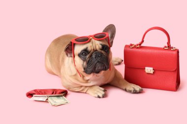 Kırmızı çantanın yanında duran güneş gözlüklü ve pembe arka planda cüzdanı olan sevimli Fransız bulldog.