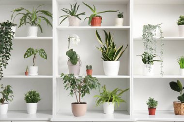 Farklı ev bitkilerine sahip beyaz raf ünitesi