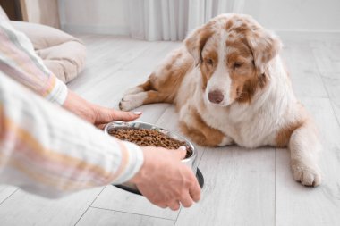 Genç bir kadın Avustralya çoban köpeği kasesine lezzetli evcil hayvan mamaları veriyor.