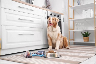 Avustralya çoban köpeği. Lezzetli evcil hayvan maması ve mutfakta yerde oyuncakları var.