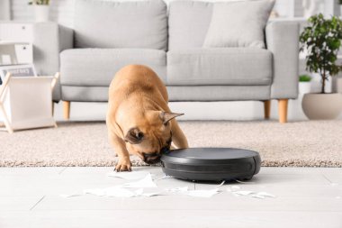 Robot elektrik süpürgesi ve yırtık kağıdın yanında sevimli bir buldog.