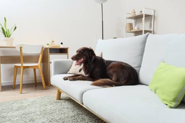 Evdeki güvenlik kameraları karşısında kanepede yatan sevimli köpek.