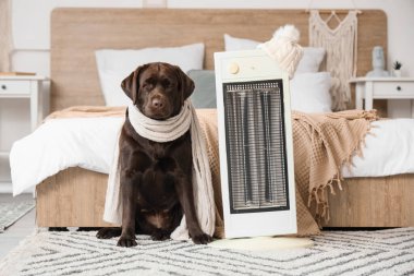 Yatak odasında sıcak atkısı ve elektrikli ısıtıcısı olan şirin Labrador köpeği.