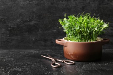 Koyu arka planda taze mikro yeşil lahanalı ve makaslı tencere pişirme.