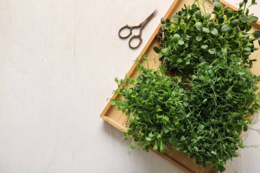 Beyaz ahşap zemin üzerinde farklı mikro yeşil lahanaları ve makasları olan tahta