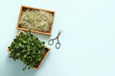 Ahşap kutular mikro yeşil ve makas renkli arkaplanda