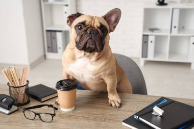 Ofisteki masada oturan bir fincan kahve ve gözlüklü komik Fransız bulldog.
