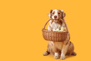 Sarı arka planda Paskalya sepeti olan şirin Avustralya çoban köpeği.