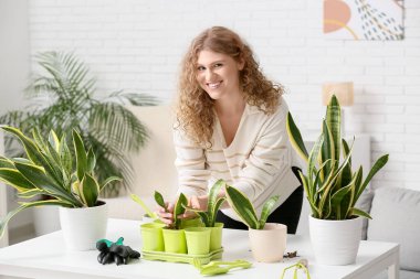 Güzel genç bir kadın Sansevieria bitkisini evde naklediyor.