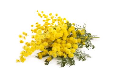 Beyaz arka planda güzel sarı mimoza çiçekleri