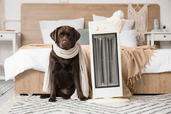 Yatak odasında sıcak atkısı ve elektrikli ısıtıcısı olan şirin Labrador köpeği.