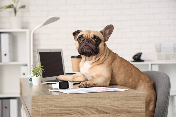 Funny French bulldog with laptop sitting at table in office