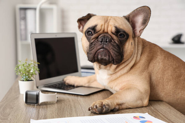 Funny French bulldog with laptop sitting at table in office