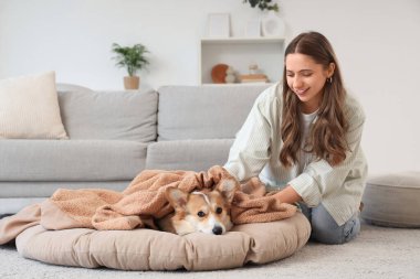 Genç bir kadın evdeki evcil hayvan yatağında Corgi köpeğini ekoseyle örtüyor.