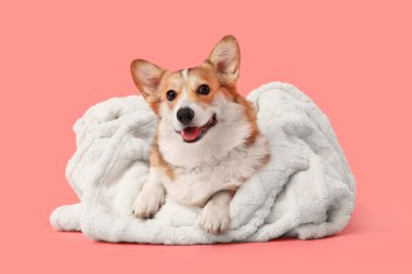 Pembe arka planda beyaz ekoseli şirin Corgi köpeği.