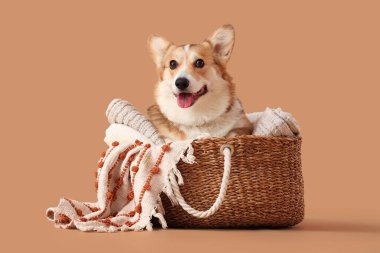 Bej arka planda ekoseli sepetteki şirin Corgi köpeği.