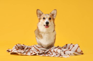 Sarı arka planda çizgili ekoseli şirin Corgi köpeği.