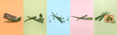 Renkli arkaplanda taze aloe yaprakları kolajı