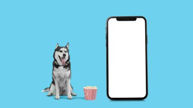 Mavi arka planda patlamış mısır kovası olan sevimli Husky köpeği.