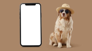 Yazlık şapkalı ve bej arka planda güneş gözlüklü şirin Avustralya çoban köpeği.