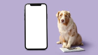 Mor arka planda oturan Avustralyalı şirin çoban köpeği.