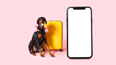 Boyun yastığı ve pembe arka planda bavulu olan sevimli Dobermann köpeği. Seyahat kavramı