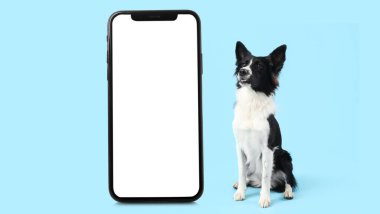 Mavi arka planda şirin bir Collie köpeği.