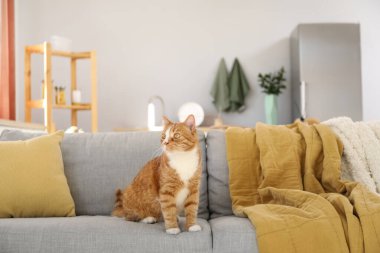 Evdeki gri koltukta oturan tatlı kırmızı kedi.