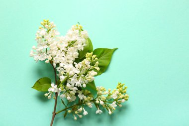 Turkuaz arka planda çiçek açan leylak çiçekleri