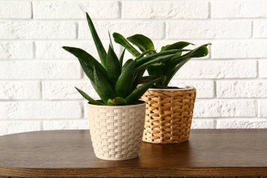 Beyaz tuğla duvarın yanındaki rafta yeşil bitkiler