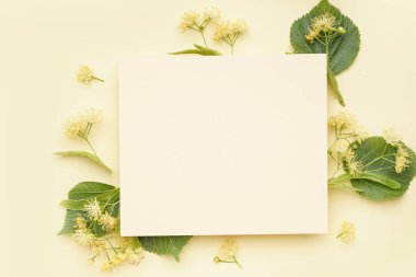 Renk arkaplan üzerinde boş kart ve aromatik ıhlamur çiçekleriyle kompozisyon