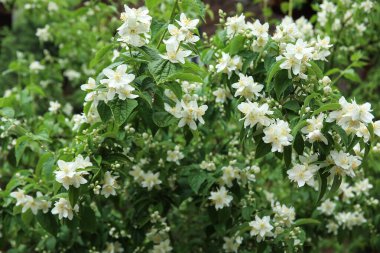 Güzel yasemin çiçekleri yaz günü, yakın çekim