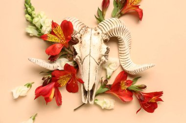 Koyun kafatası ve bej arka planda güzel çiçekler.