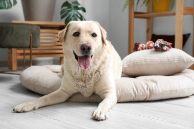 Oturma odasında evcil hayvan yatağında uzanan sevimli Labrador köpeği.