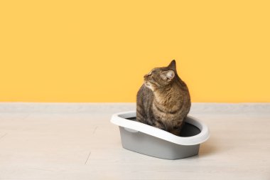 Sarı duvarın yanındaki çöp kutusunda sevimli bir kedi.
