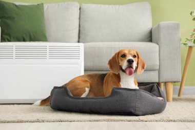 Sevimli Beagle köpeği evdeki radyatörün yanındaki evcil hayvan yatağında yatıyor.