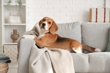 Evdeki kanepede yatan sevimli Beagle köpeği.