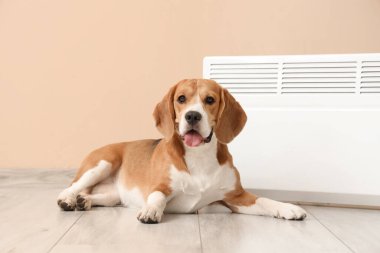 Radyatörlü sevimli Beagle köpeği bej duvarın yanında yatıyor.