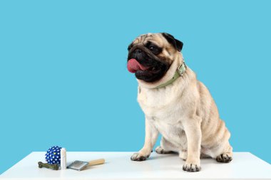 Atıştırmalıkları, fırçaları ve topu mavi arka planda olan sevimli pug köpeği.