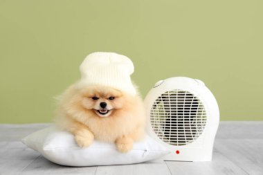 Yeşil duvarın yanında yastıklı ve elektrikli vantilatörlü şirin Pomeranya tükürüğü.