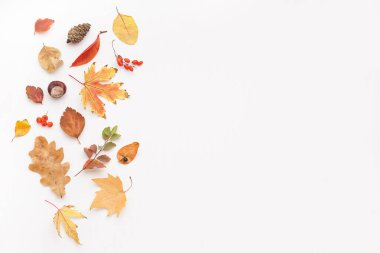 Sonbahar yaprakları ve beyaz arka planda doğal orman dekoru