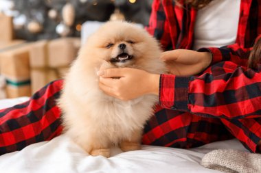 Noel arifesinde yatak odasında sevimli köpekleri olan genç lezbiyen çift, yakın plan.